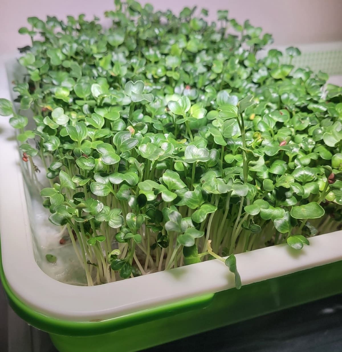 Microgreen Seeds