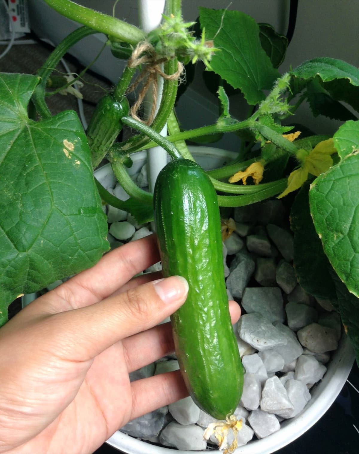 Cucumber Seeds — Garden Crisp