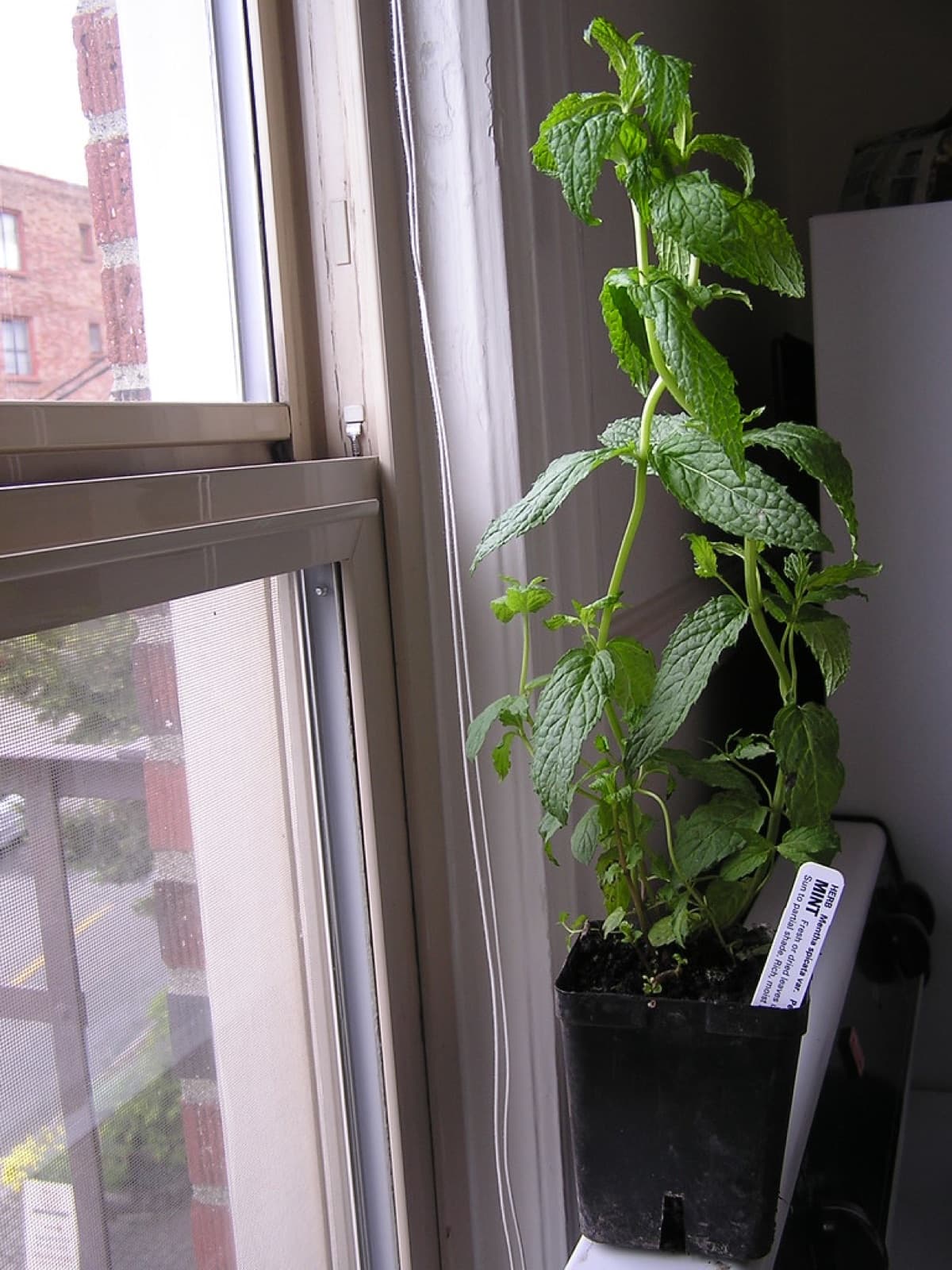 Pudina Seeds — Spearmint type