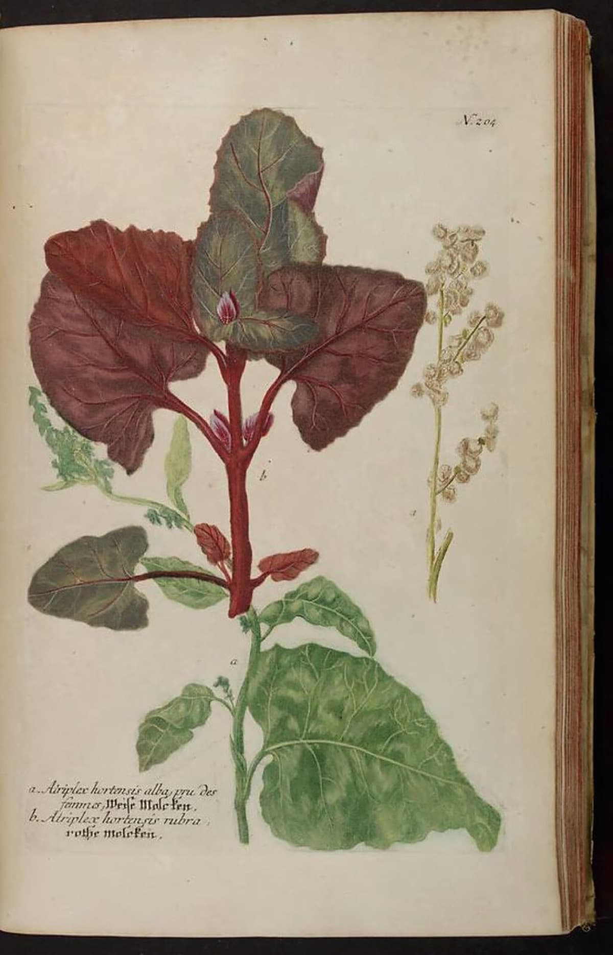 Palak Seeds — All Green