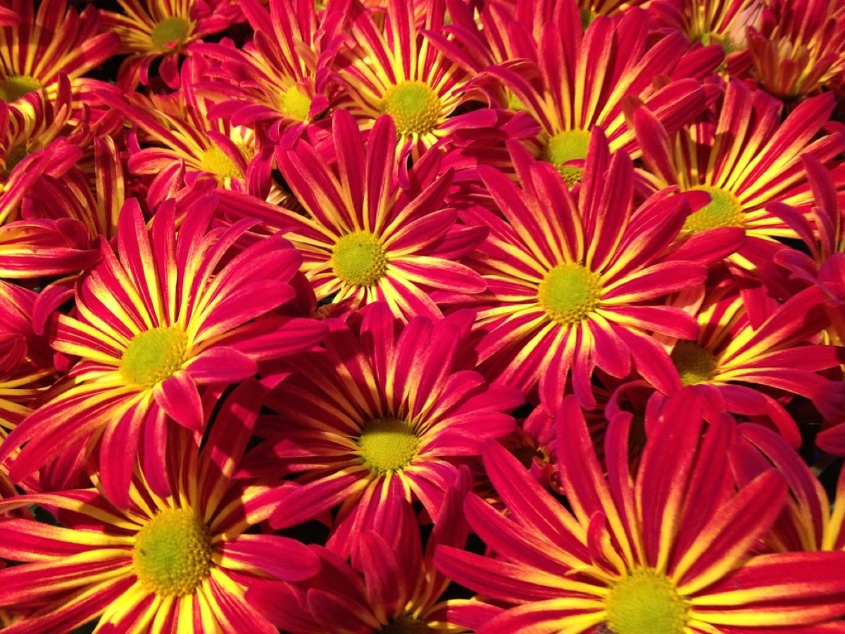 Flower Seeds