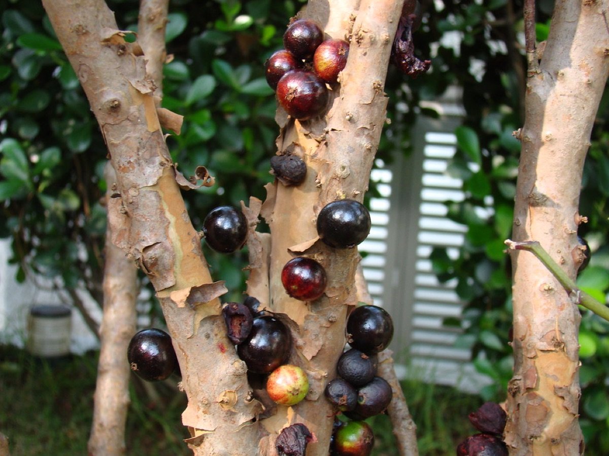 Fruit Seeds