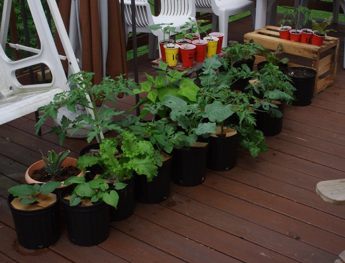 Grow Bags