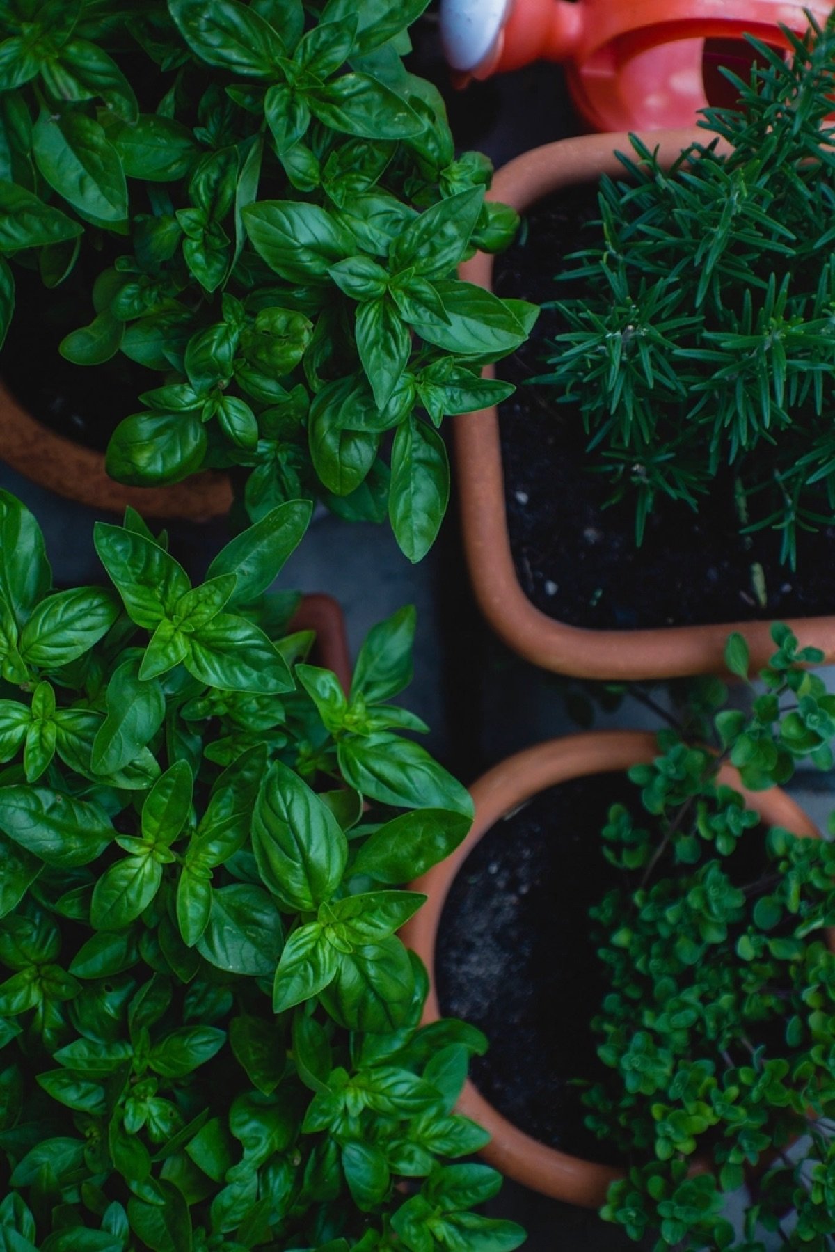 Herb Seeds