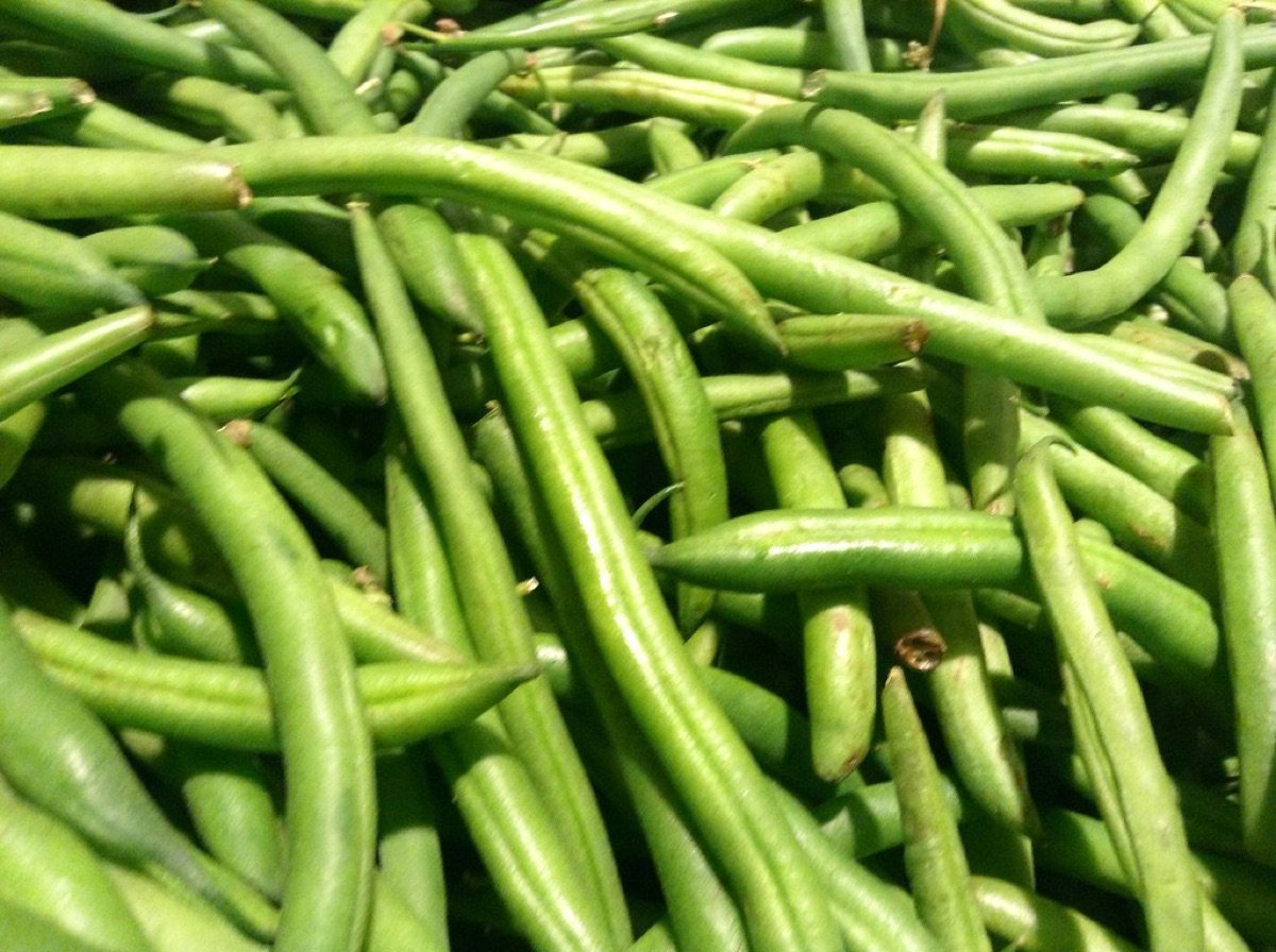 French Bean Seeds — Bush type