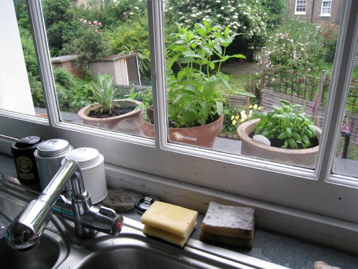 Kitchen Herb Garden Kit