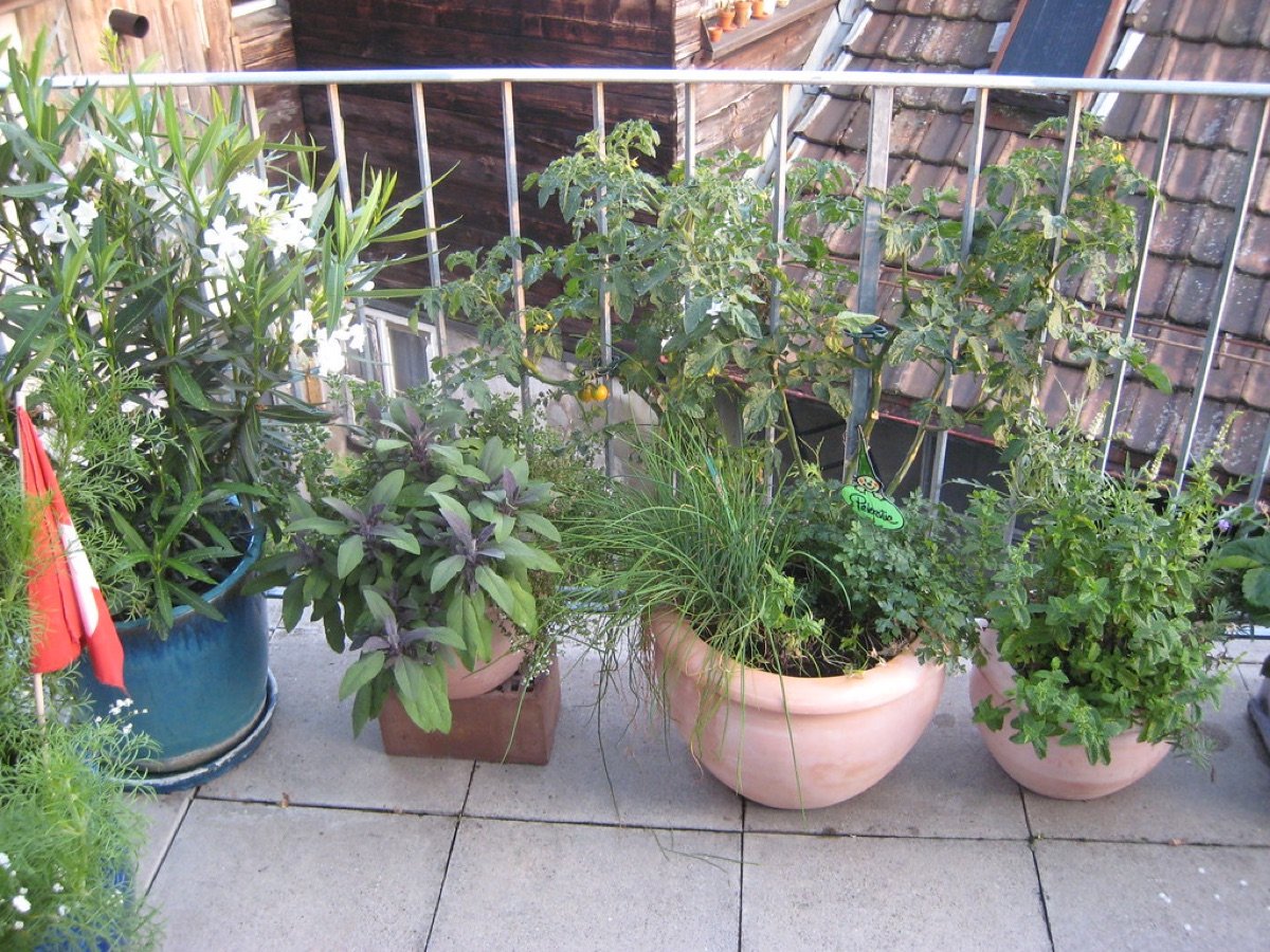 Kitchen Garden Starter Kit