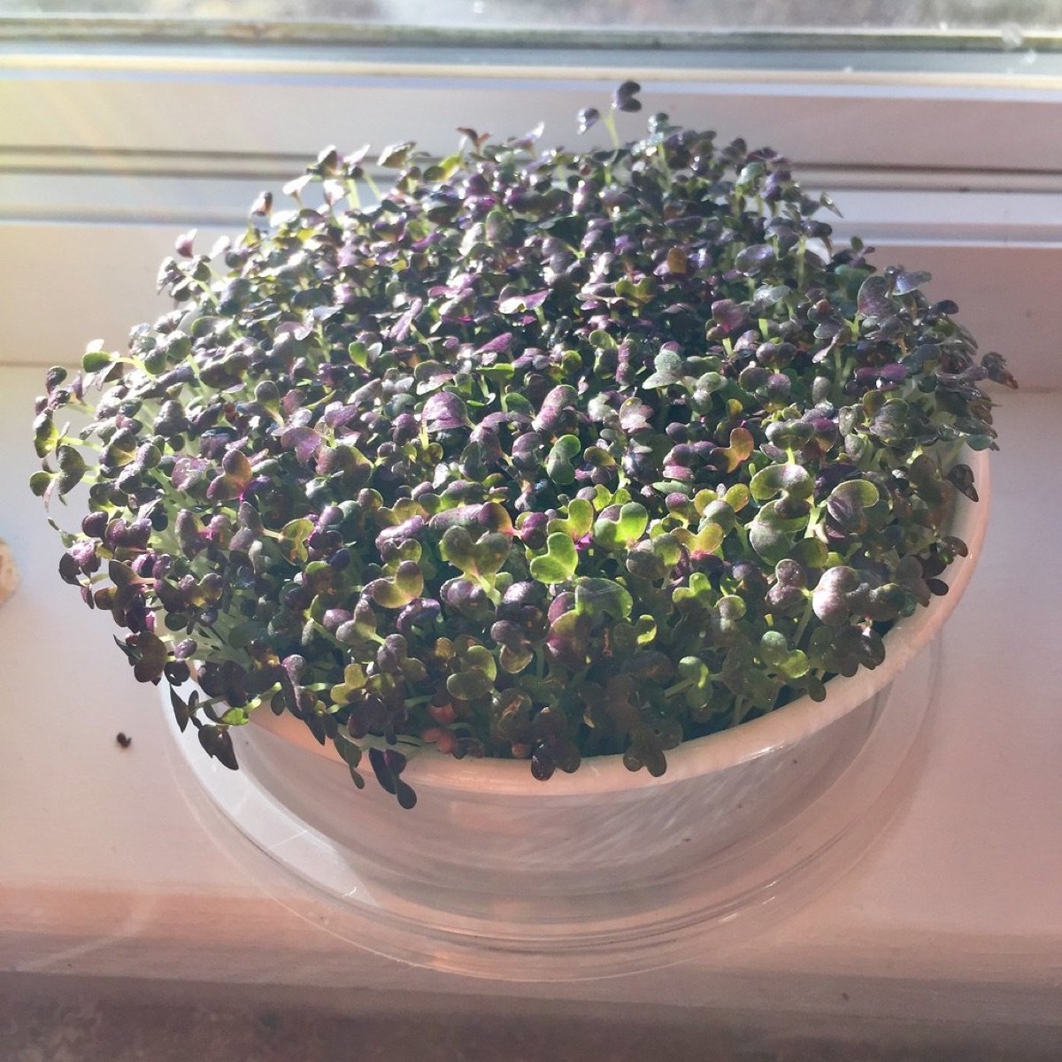 Mustard Microgreen Seeds