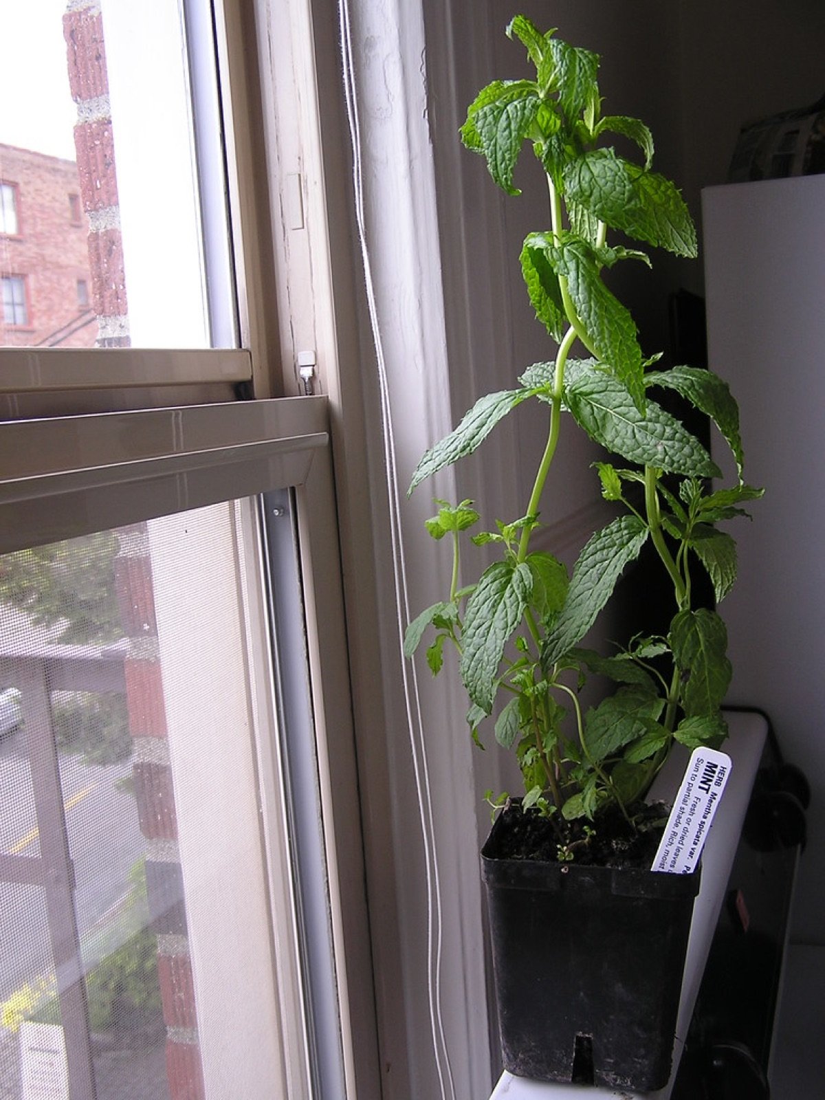 Pudina Seeds — Spearmint type