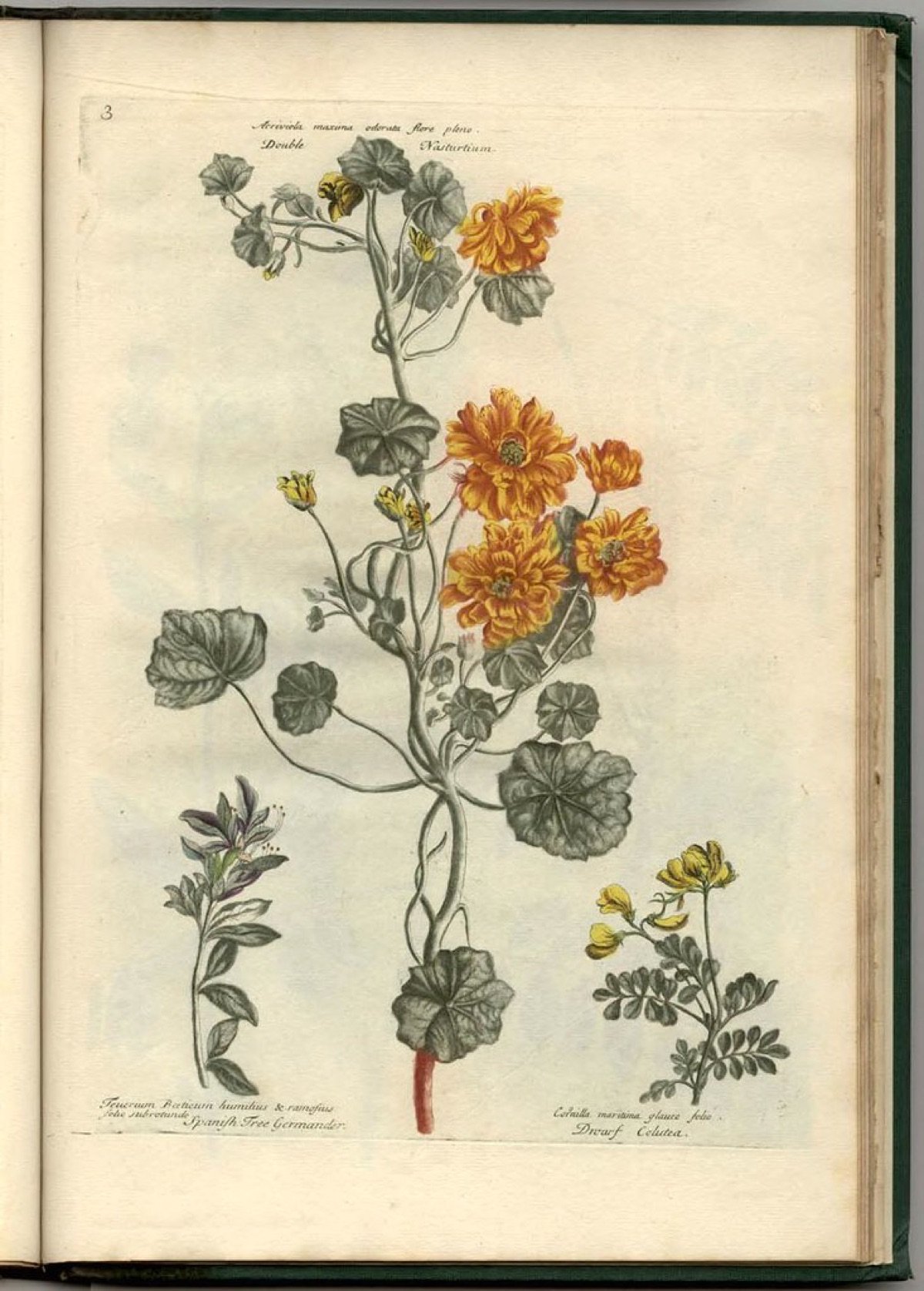 Nasturtium Seeds — Jewel Mix