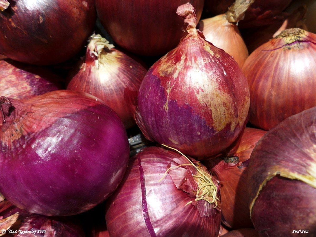 Onion Seeds — Nasik Red type