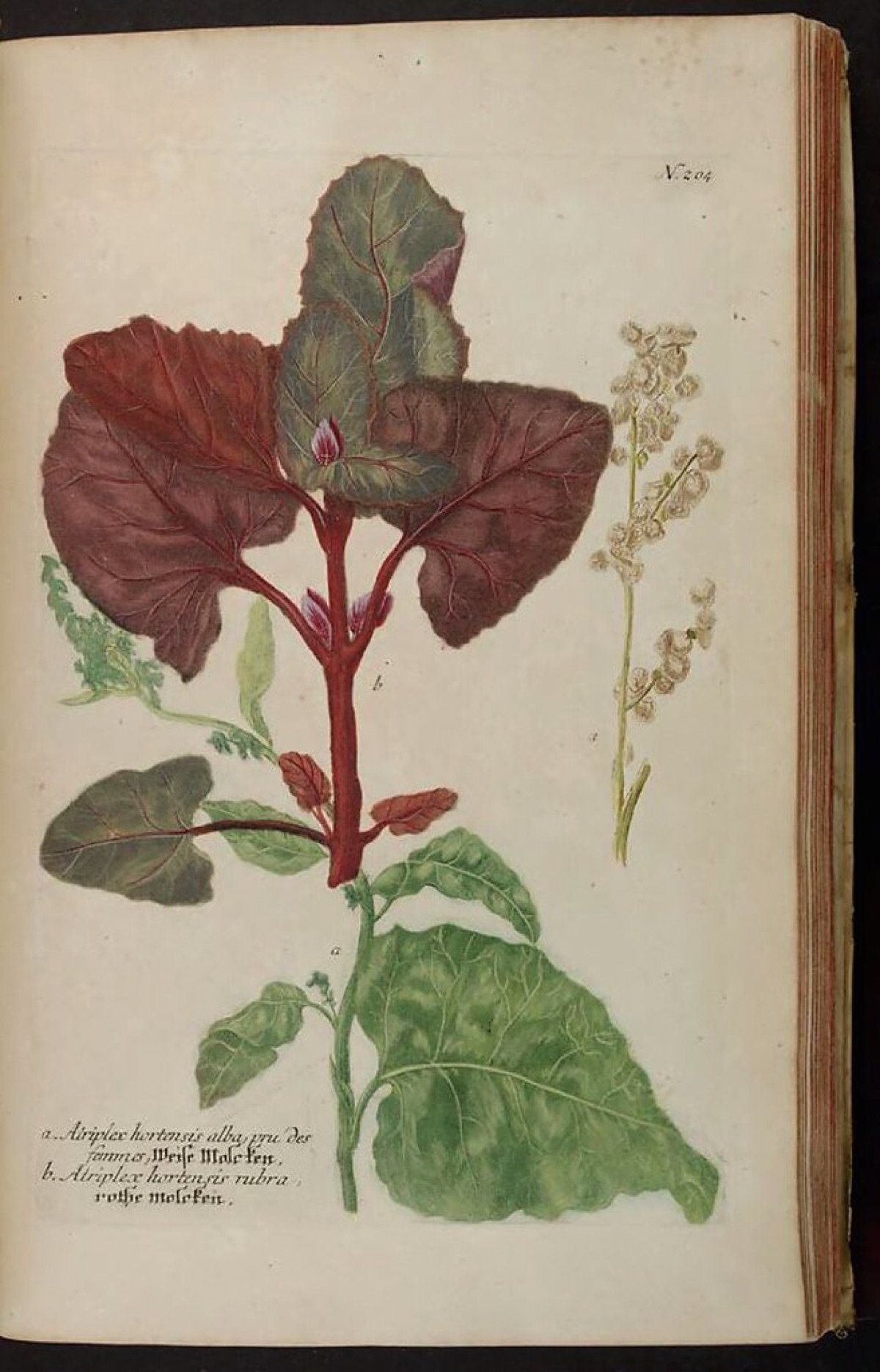 Palak Seeds — All Green
