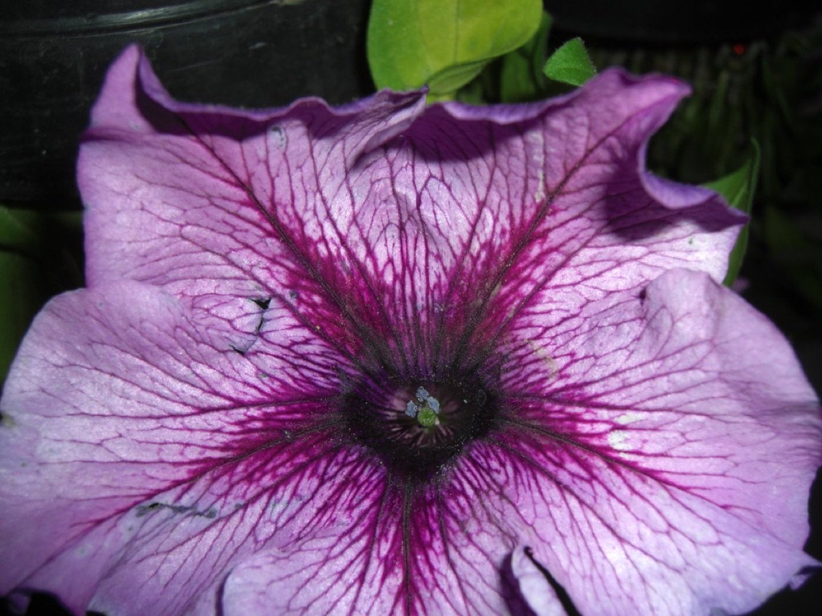 Petunia Seeds — Cascade Mix